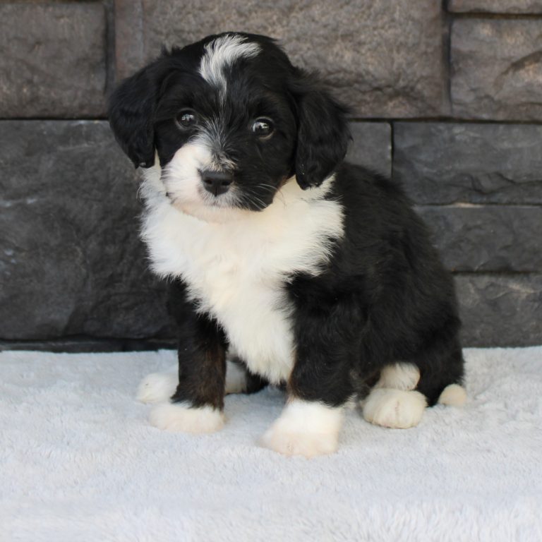 F1 black tri-color mini Bernedoodle female. Health tested, genetic clear, OFA Tested