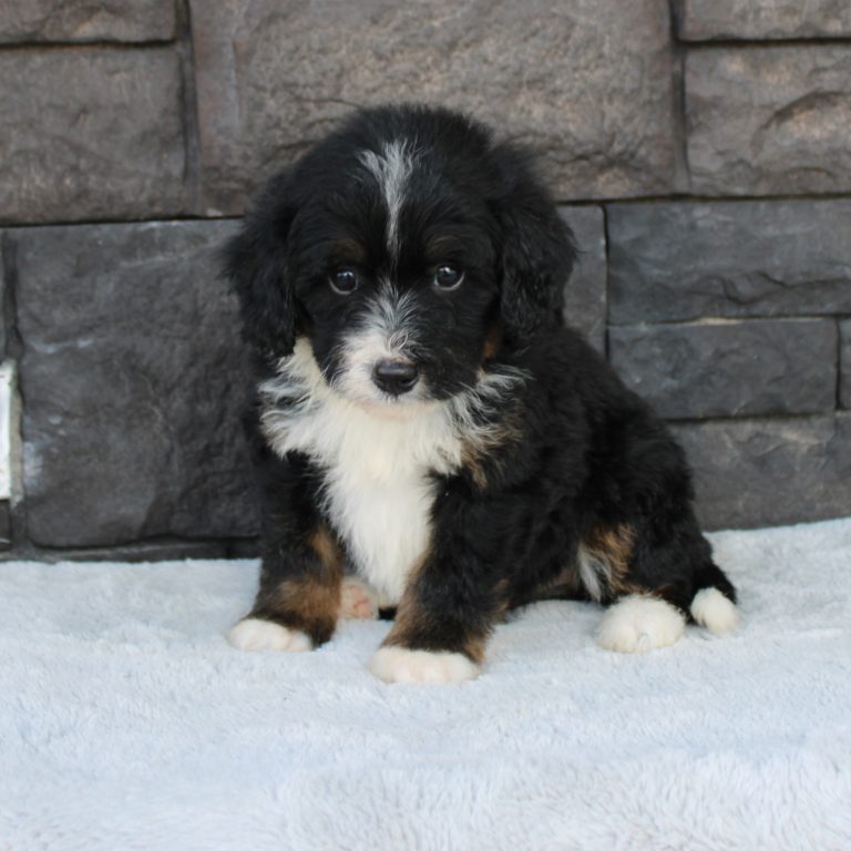 F1 black tri-color mini Bernedoodle female. Health tested, genetic clear, OFA Tested