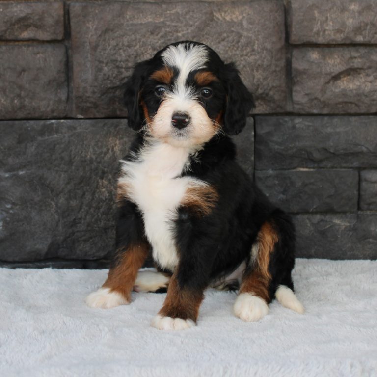 F1 black tri-color mini Bernedoodle female. Health tested, genetic clear, OFA Tested