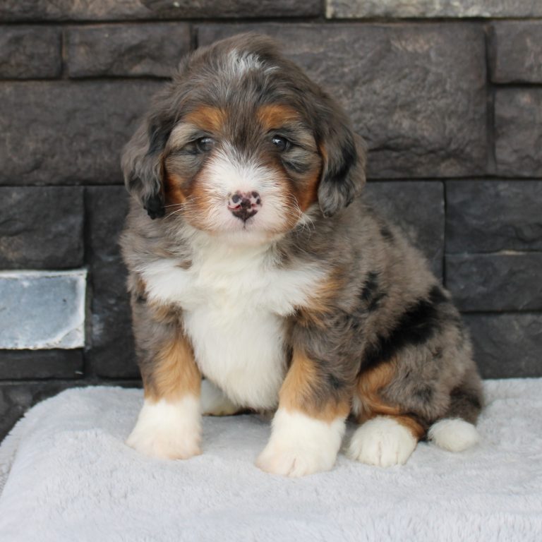 F1 blue merle tri-color mini Bernedoodle female. Health tested, genetic clear, OFA Tested