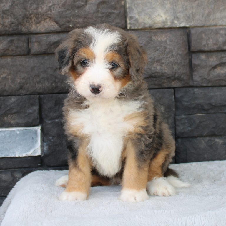 F1 blue merle tri-color mini Bernedoodle female. Health tested, genetic clear, OFA Tested