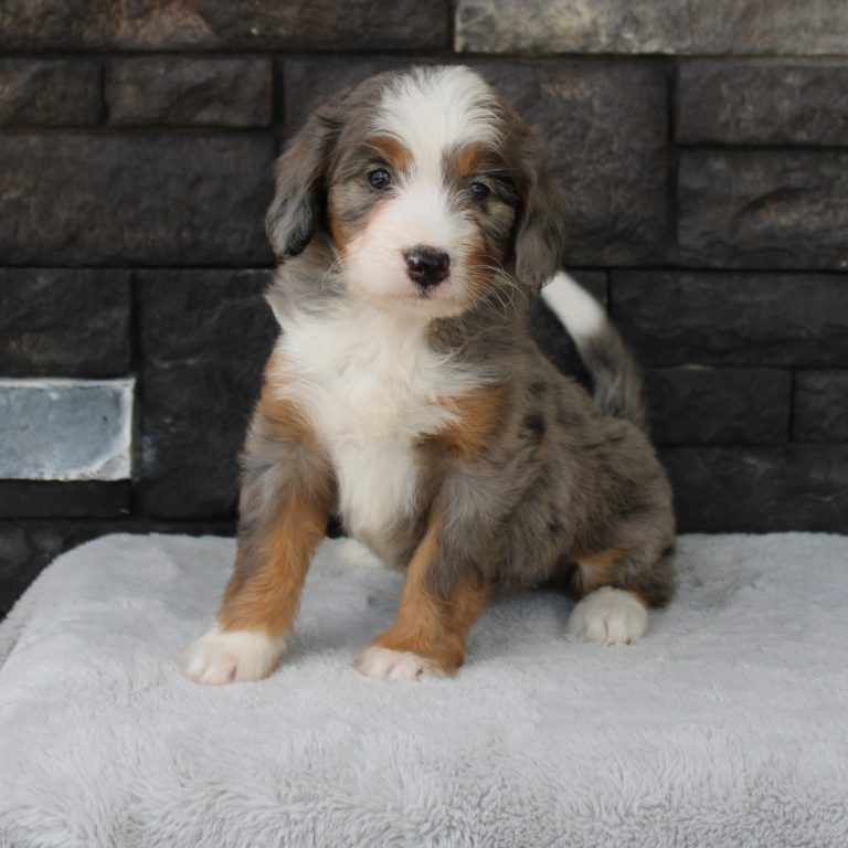 F1 blue merle tri-color mini Bernedoodle female. Health tested, genetic clear, OFA Tested