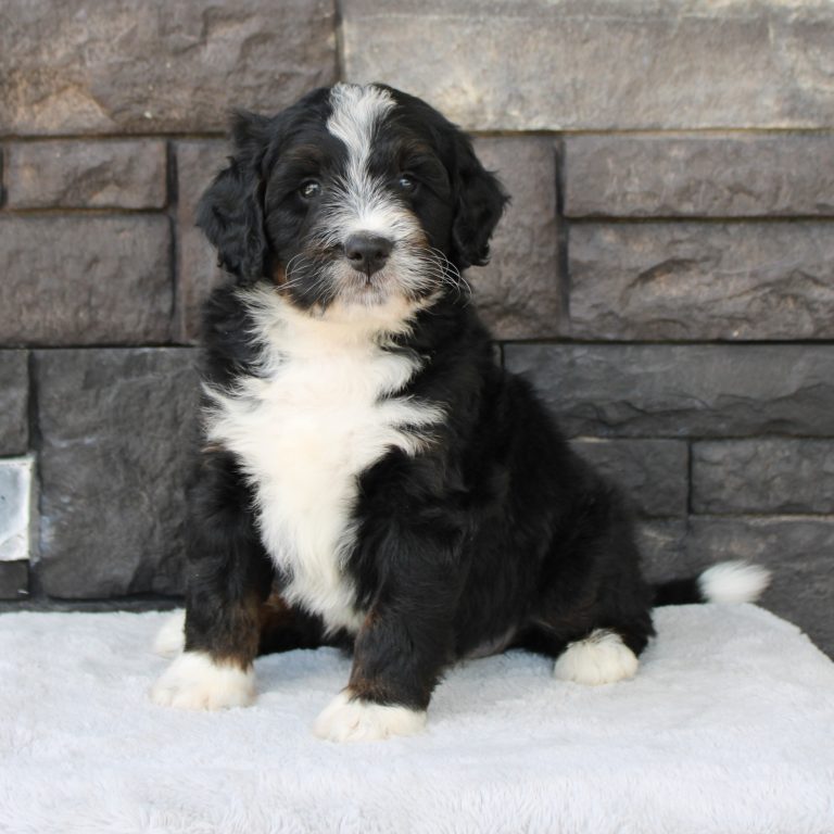 F1 black tri-color mini Bernedoodle male. Health tested, genetic clear, OFA Tested.