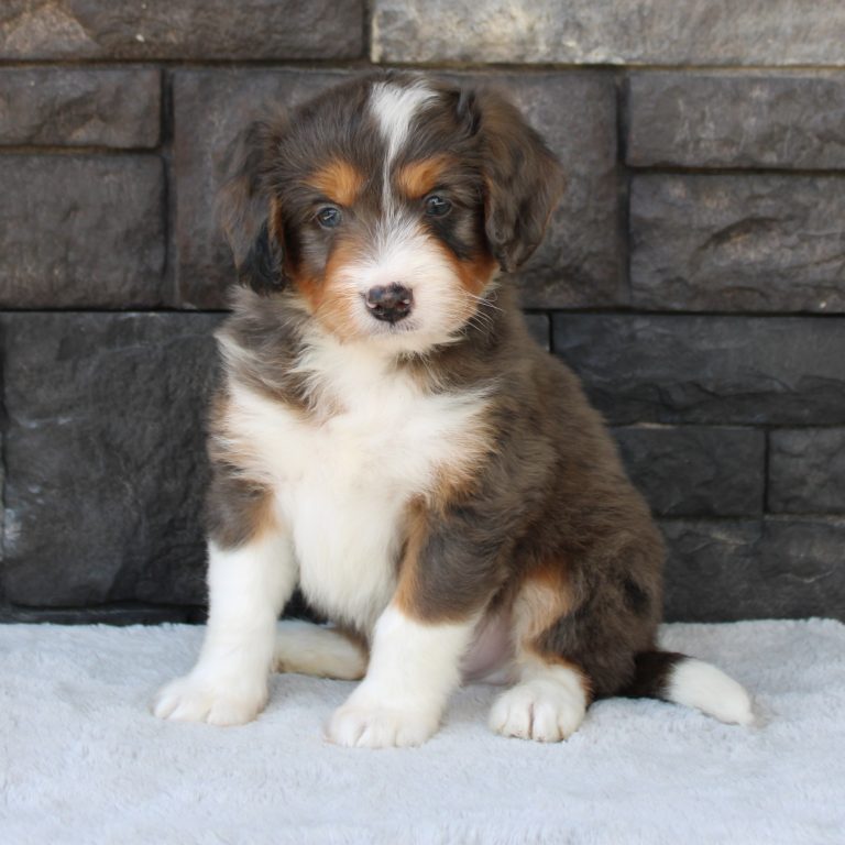F1 blue merle tri-color mini Bernedoodle male. Health tested, genetic clear, OFA Tested.