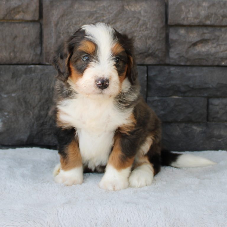 F1 blue merle tri-color mini Bernedoodle male. Health tested, genetic clear, OFA Tested.