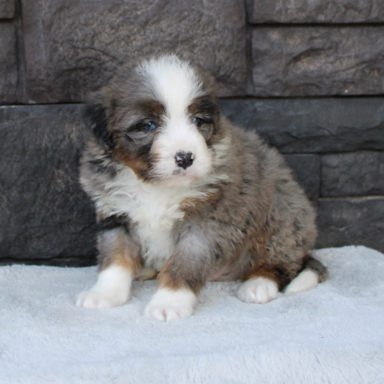 F1 blue merle tri-color mini Bernedoodle male. Health tested, genetic clear, OFA Tested.