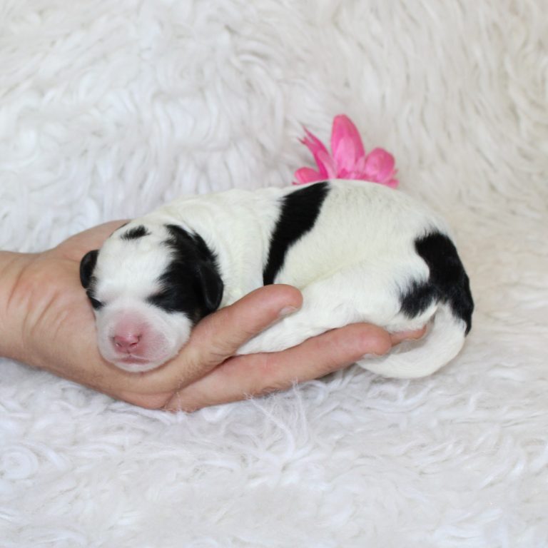 F1b Tiny micro-mini Bernedoodle female black tri-color