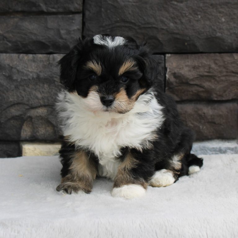 F1b Tiny micro-mini Bernedoodle female black tri-color
