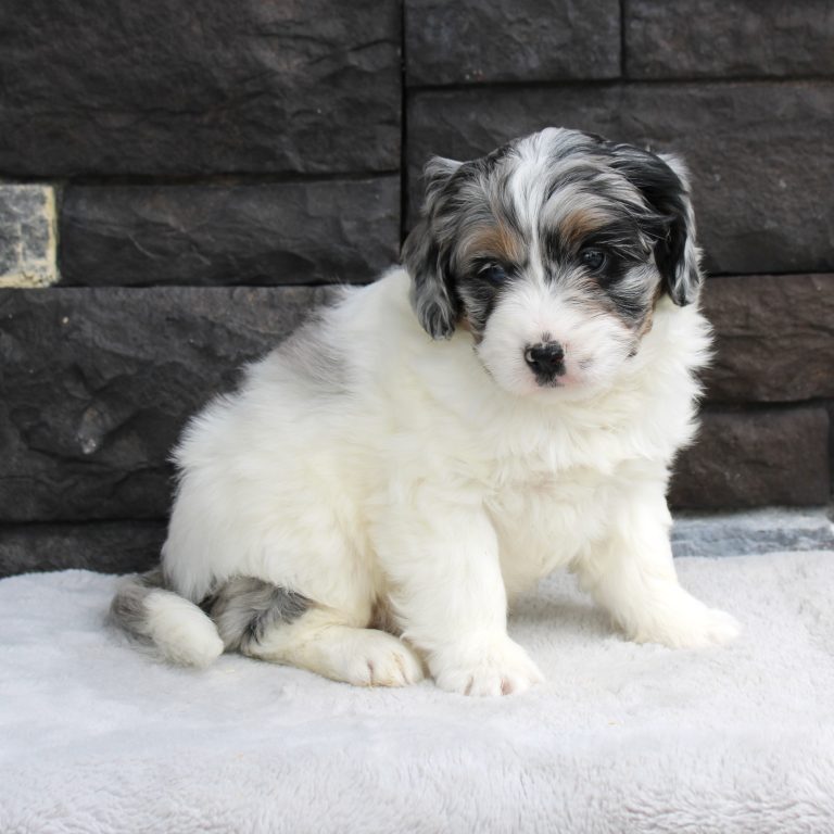 F1b Tiny micro-mini Bernedoodle female blue merle tri-color