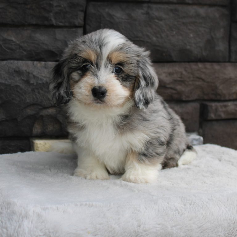 F1b Tiny micro-mini Bernedoodle female blue merle tri-color