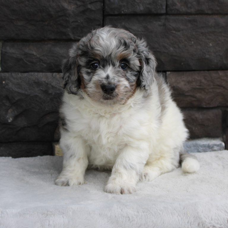 F1b Tiny micro-mini Bernedoodle male blue merle tri-color