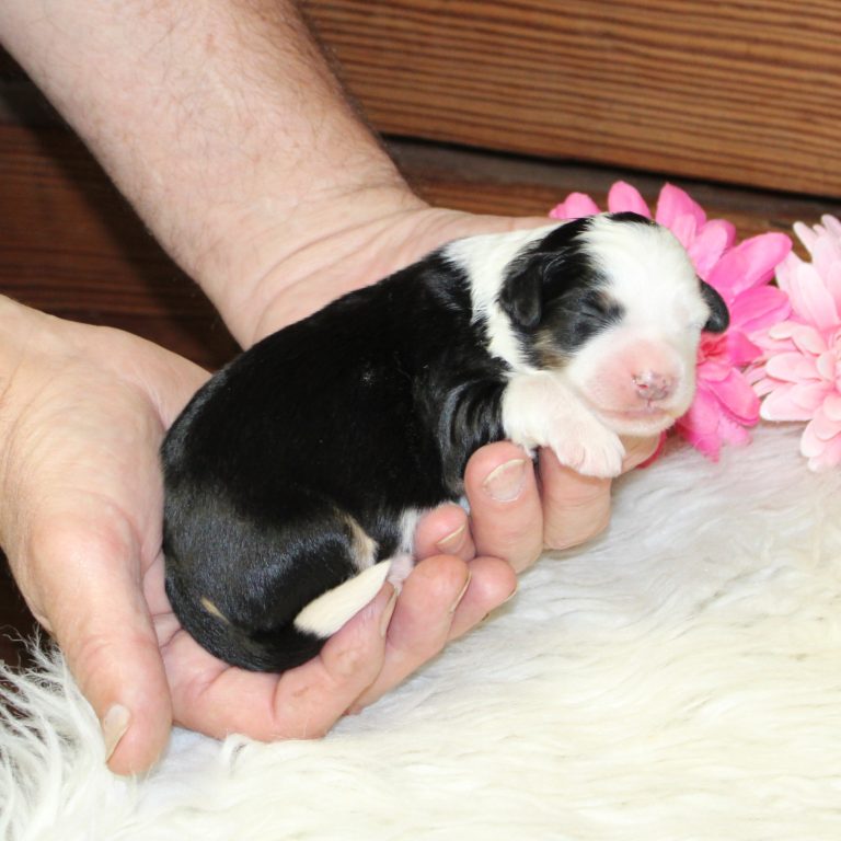Black tri-color F1 Mini Bernedoodle puppy female