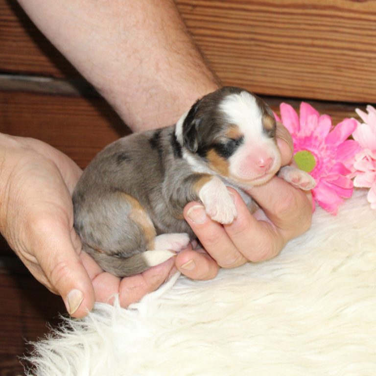 Blue Merle tri-color F1 Mini Bernedoodle puppy female