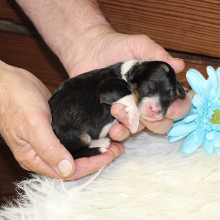 F1 black tri-color mini Bernedoodle male. Health tested, genetic clear, OFA Tested.