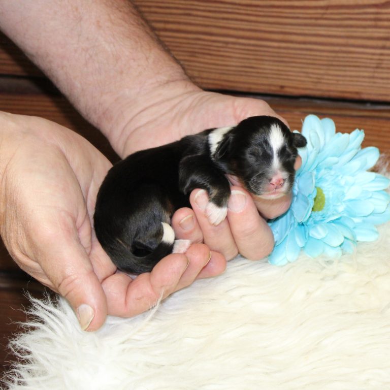 F1 black tri-color mini Bernedoodle male. Health tested, genetic clear, OFA Tested.