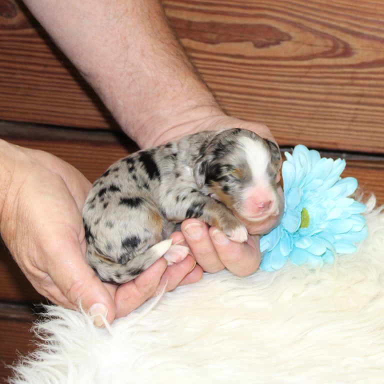 F1 blue merle tri-color mini Bernedoodle male. Health tested, genetic clear, OFA Tested.