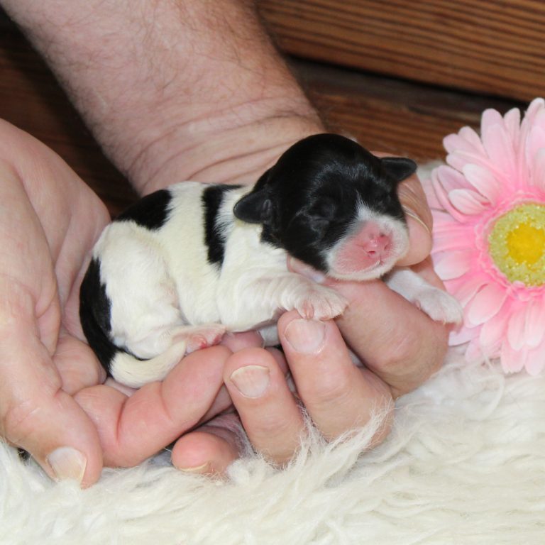F1b Tiny micro-mini Bernedoodle female black tri-color