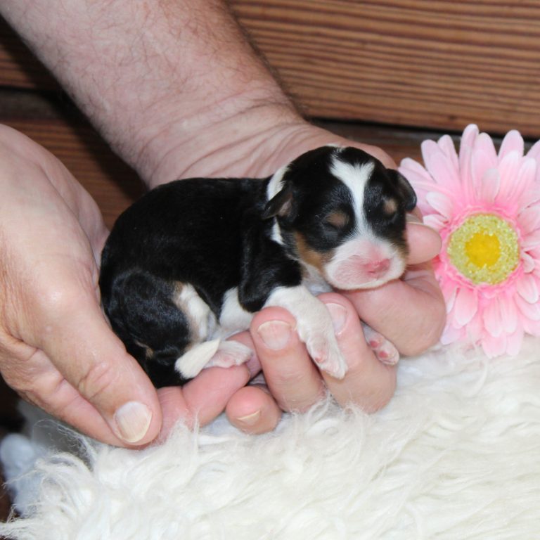 F1b Tiny micro-mini Bernedoodle female black tri-color