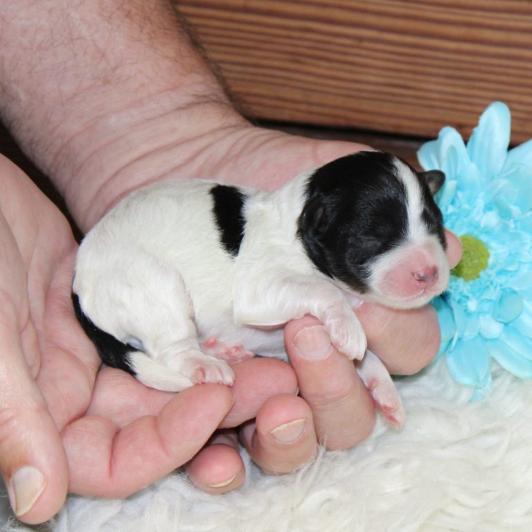 F1b Tiny micro-mini Bernedoodle male black tri-color