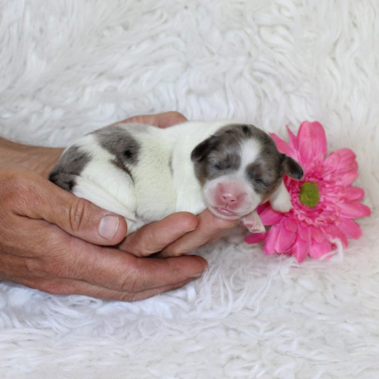 F1b Tiny micro-mini Bernedoodle female blue merle tri-color