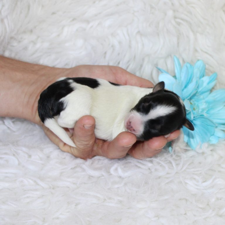 F1b Tiny micro-mini Bernedoodle male black tri-color