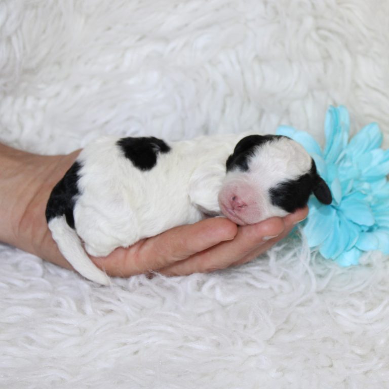 F1b Tiny micro-mini Bernedoodle male black tri-color