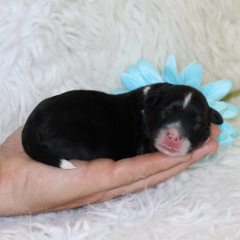 F1b Tiny micro-mini Bernedoodle male black tri-color