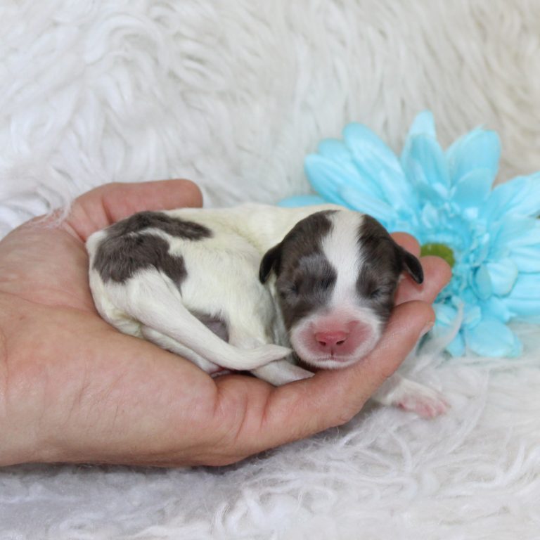 F1b Tiny micro-mini Bernedoodle male blue merle tri-color