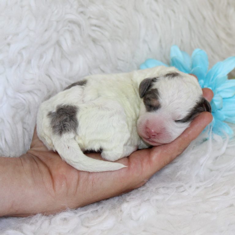 F1b Tiny micro-mini Bernedoodle male blue merle tri-color