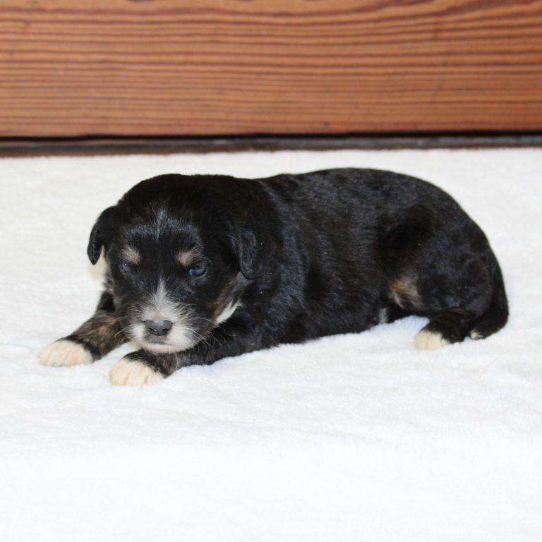 Black tri-color F1 Mini Bernedoodle puppy female