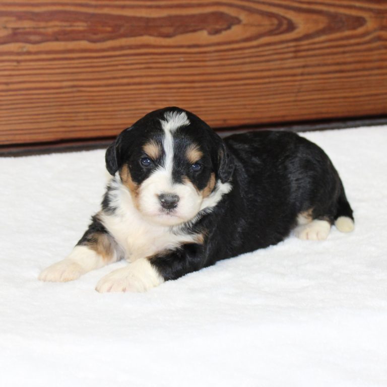 F1 black tri-color mini Bernedoodle female. Health tested, genetic clear, OFA Tested
