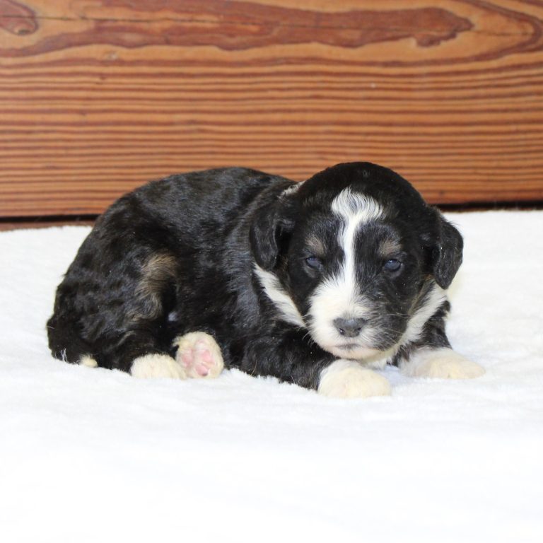 F1 black tri-color mini Bernedoodle female. Health tested, genetic clear, OFA Tested