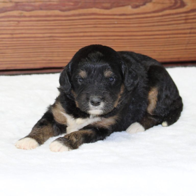 F1 black tri-color mini Bernedoodle female. Health tested, genetic clear, OFA Tested