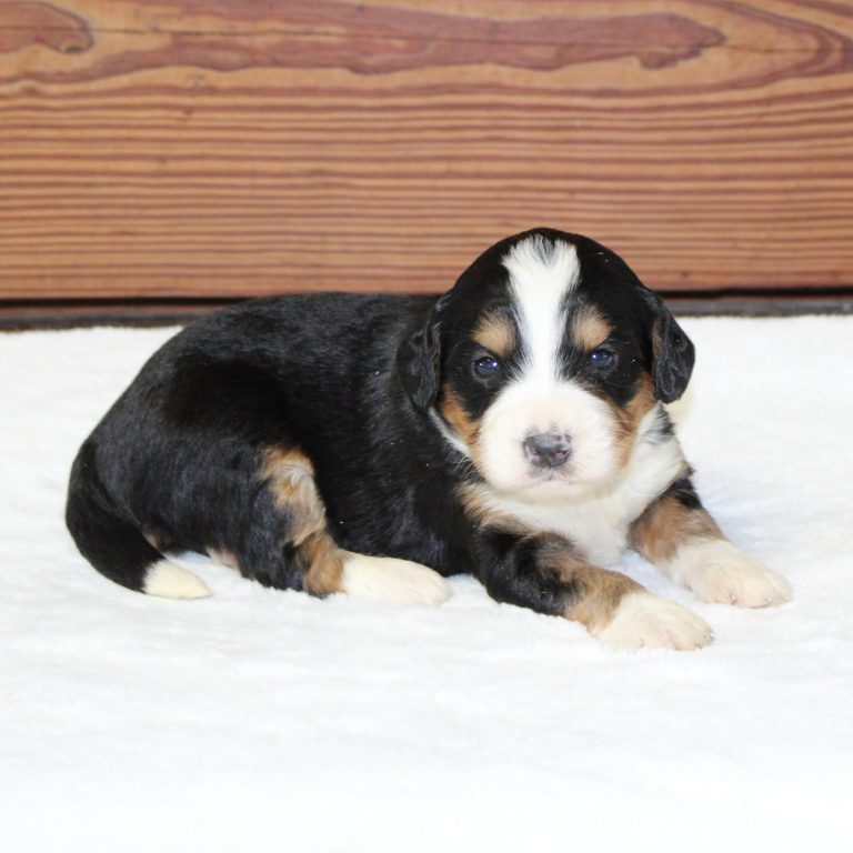 F1 black tri-color mini Bernedoodle male. Health tested, genetic clear, OFA Tested.