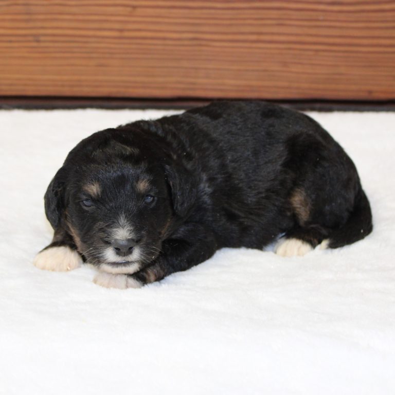 F1 black tri-color mini Bernedoodle male. Health tested, genetic clear, OFA Tested.