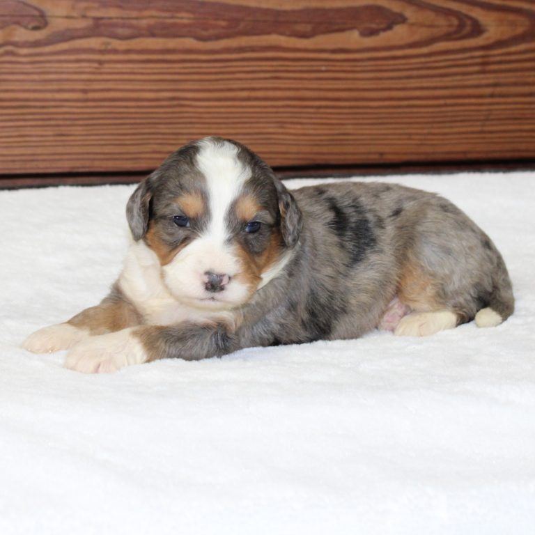 F1 blue merle tri-color mini Bernedoodle male. Health tested, genetic clear, OFA Tested.