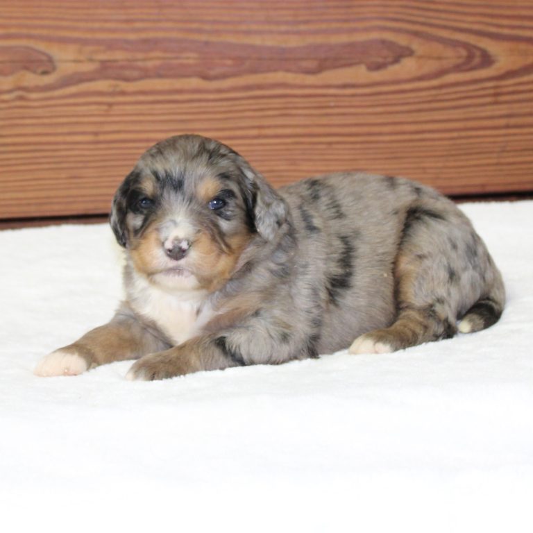 F1 blue merle tri-color mini Bernedoodle male. Health tested, genetic clear, OFA Tested.