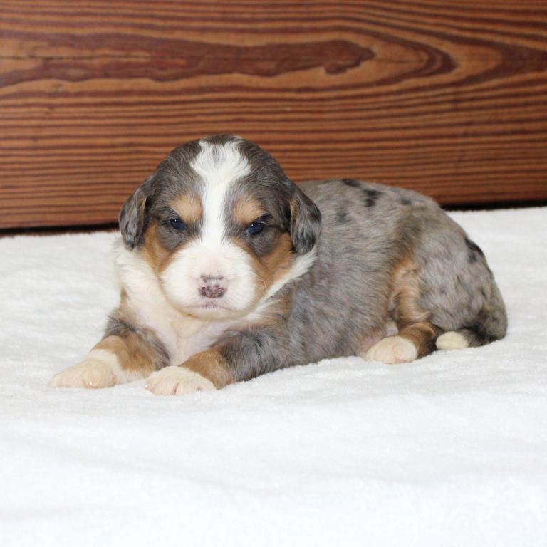 F1 blue merle tri-color mini Bernedoodle male. Health tested, genetic clear, OFA Tested.