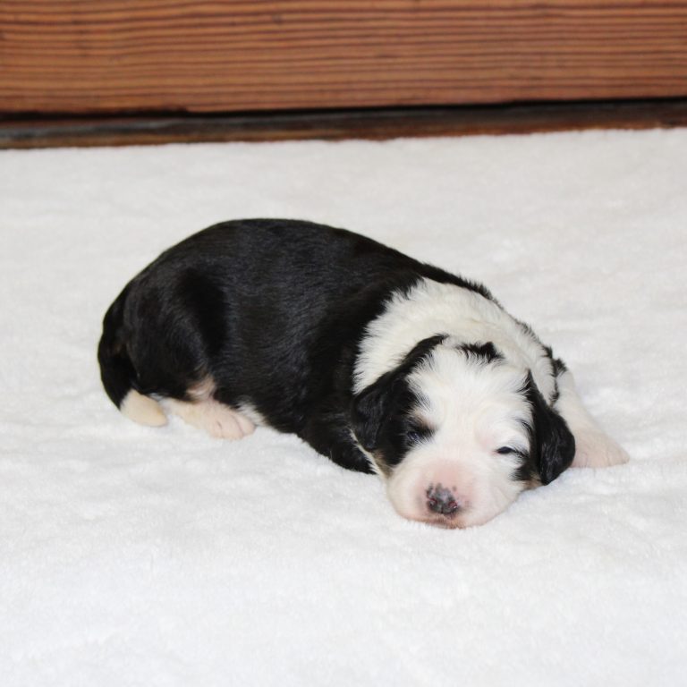 Black tri-color F1 Mini Bernedoodle puppy female