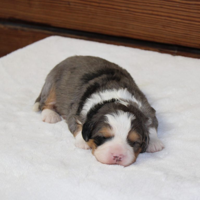 Blue Merle tri-color F1 Mini Bernedoodle puppy female