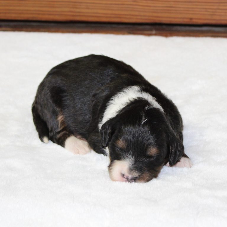 F1 black tri-color mini Bernedoodle male. Health tested, genetic clear, OFA Tested.