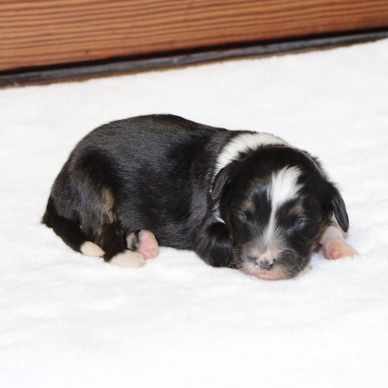 F1 black tri-color mini Bernedoodle male. Health tested, genetic clear, OFA Tested.