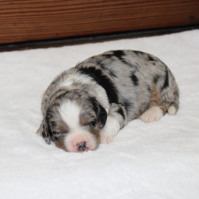 F1 blue merle tri-color mini Bernedoodle male. Health tested, genetic clear, OFA Tested.