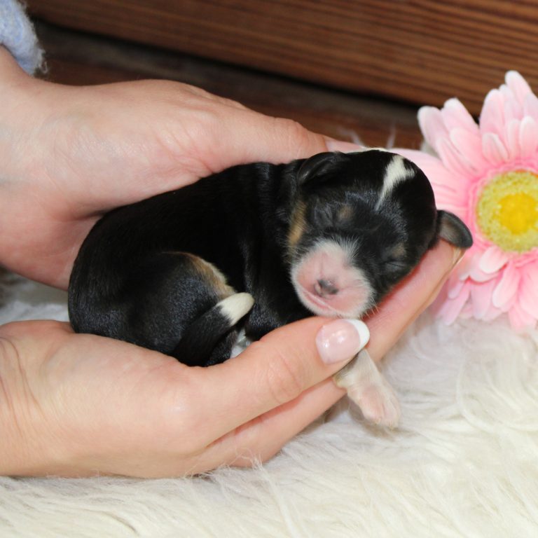 black tri-color female F1 mini Bernedoodle