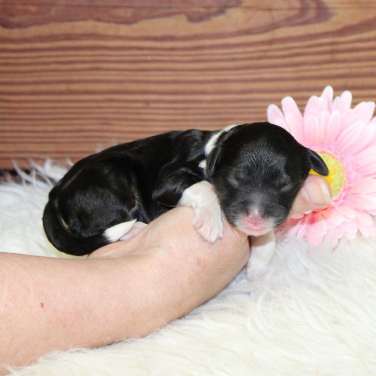black tri-color female F1 mini bernedoodle