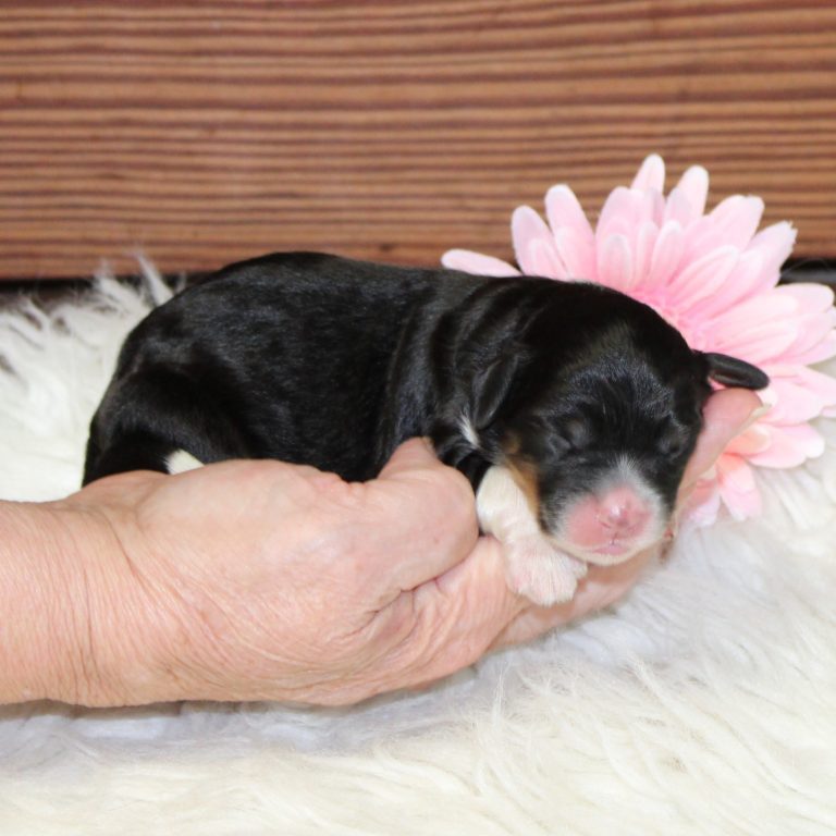 F1 black tri-color mini Bernedoodle female. Health tested, genetic clear, OFA Tested