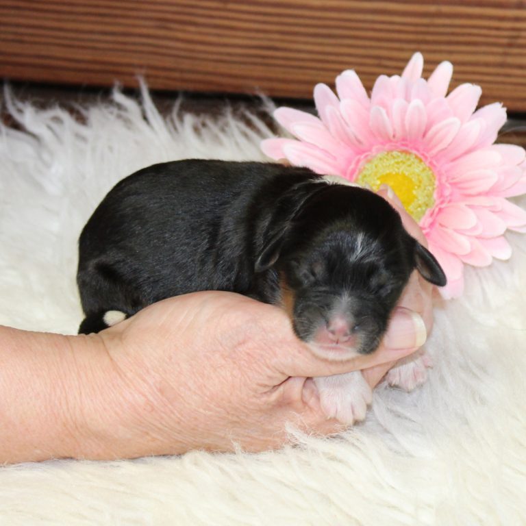 F1 black tri-color mini Bernedoodle female. Health tested, genetic clear, OFA Tested