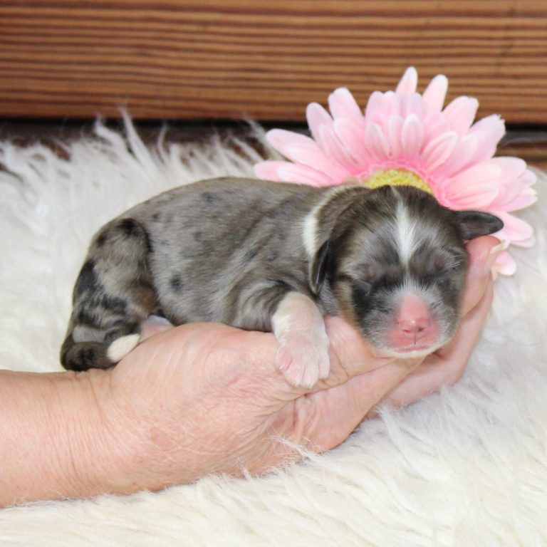 F1 blue merle tri-color mini Bernedoodle female. Health tested, genetic clear, OFA Tested