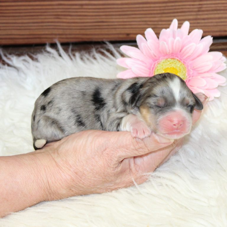 F1 blue merle tri-color mini Bernedoodle female. Health tested, genetic clear, OFA Tested