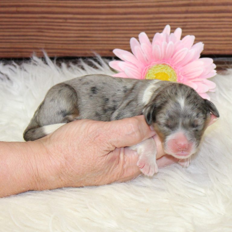 F1 blue merle tri-color mini Bernedoodle female. Health tested, genetic clear, OFA Tested